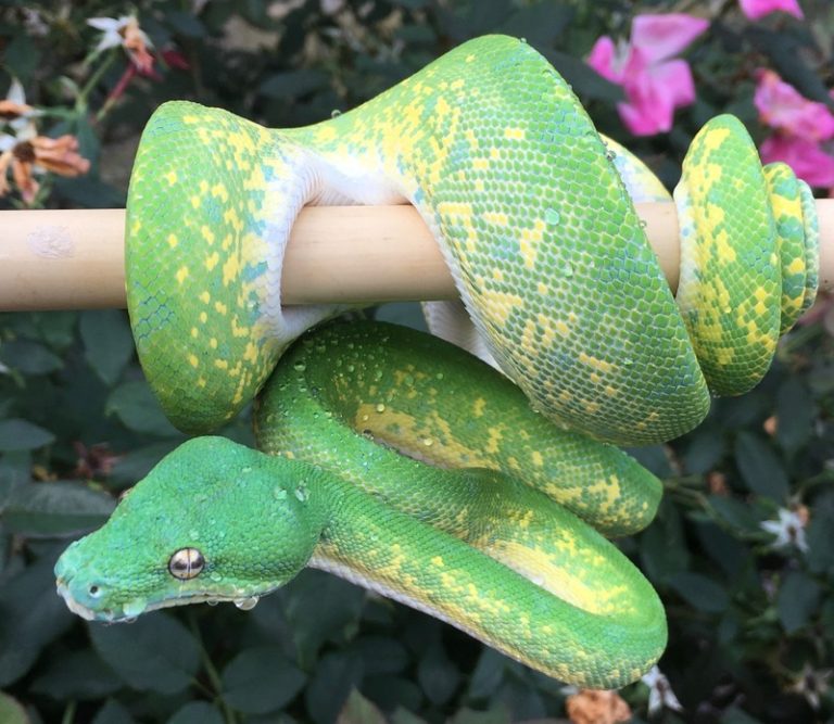 Green Tree Python Collection – Phoenix Reptiles